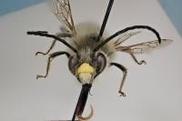 Eucera nigrescens