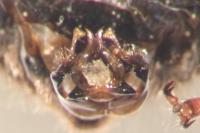 Eucera nigrescens