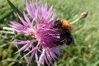 Bombus hypnorum