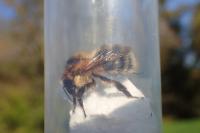 Bombus pascuorum
