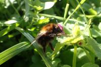 Bombus hypnorum
