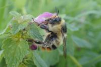 Bombus sylvarum