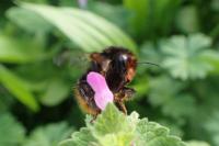 Bombus ruderarius