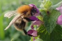 Bombus pascuorum
