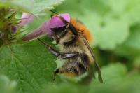 Bombus pascuorum