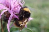 Bombus pratorum