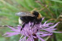Bombus barbutellus