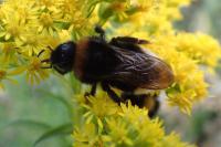 Bombus vestalis