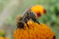 Bombus pascuorum