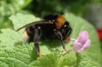 Bombus vestalis