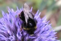 Bombus lapidarius