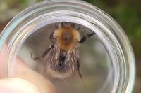 Bombus hypnorum