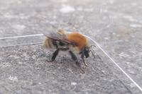Bombus pascuorum
