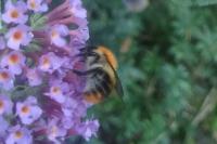 Bombus pascuorum
