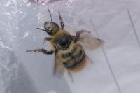 Bombus sylvarum