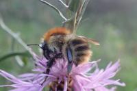 Bombus pascuorum