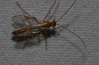 Ophion minutus