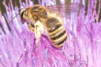 Halictus scabiosae