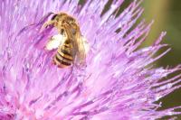Halictus scabiosae