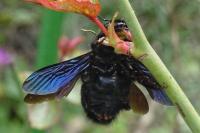 Xylocopa violacea