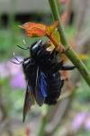 Xylocopa violacea