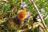 Bombus