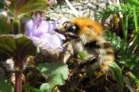 Bombus
