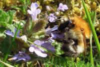 Bombus