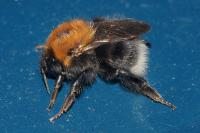 Bombus hypnorum