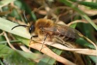 Colletes cunicularius