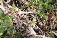 Colletes cunicularius