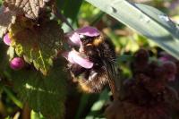 Bombus pratorum