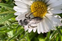 Andrena cineraria