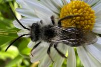 Andrena cineraria
