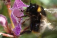 Bombus pratorum