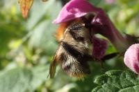 Bombus pascuorum