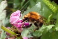 Bombus pascuorum