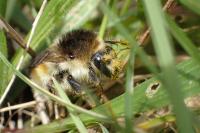 Bombus humilis