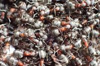 Formica pratensis