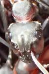 Formica pratensis