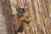 Osmia