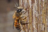 Osmia
