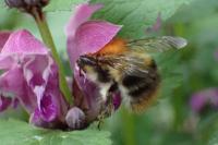 Bombus pascuorum