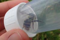 Bombus sylvarum