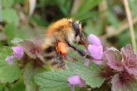 Bombus pascuorum
