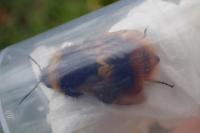 Bombus pratorum