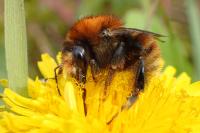 Bombus humilis