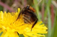 Bombus humilis