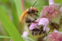 Bombus pascuorum