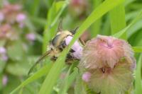 Bombus sylvarum